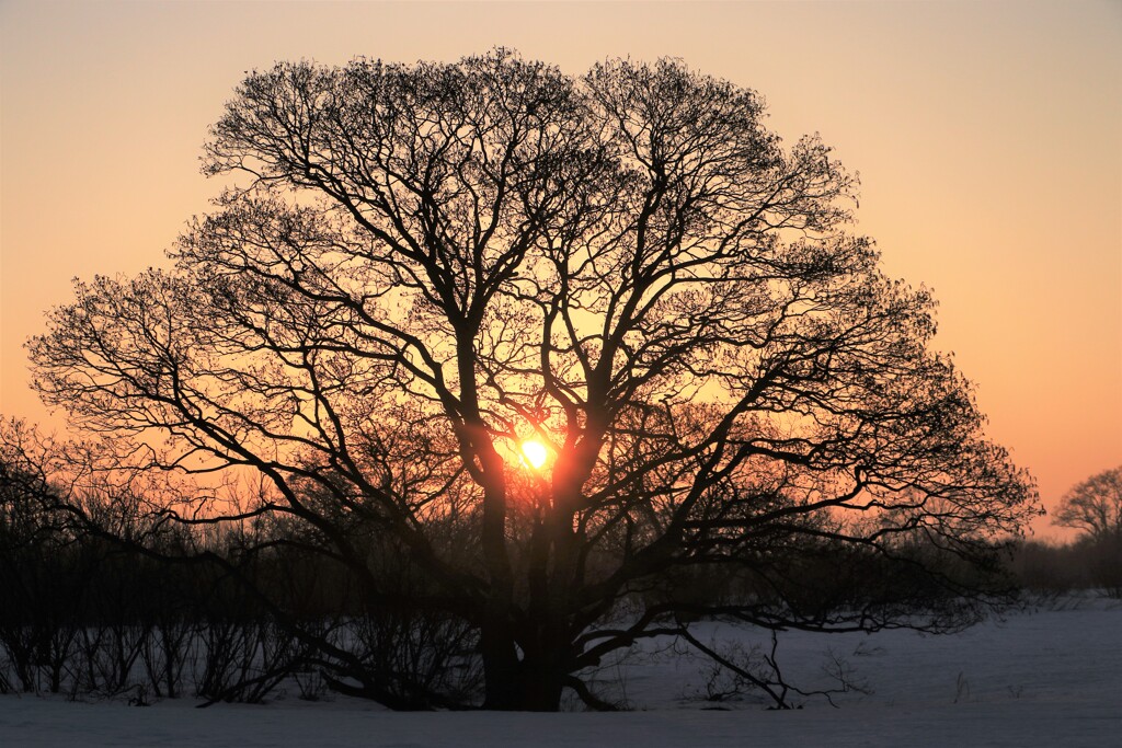 石狩川河口のハンノキ