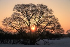 石狩川河口のハンノキ