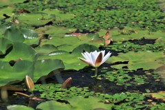 睡蓮