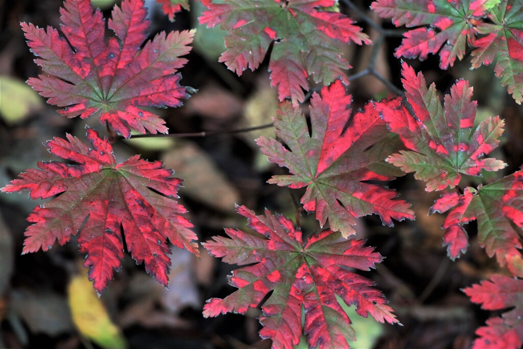 それぞれの秋♪