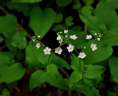 タチカメバソウ