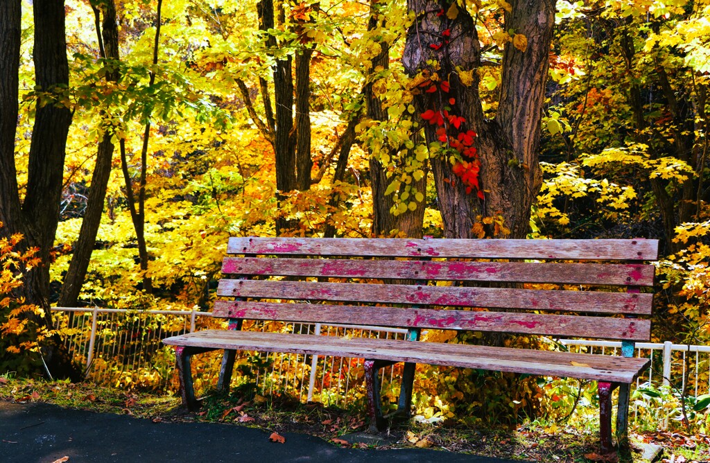 紅葉ベンチ