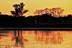 夕陽に染まる田