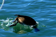 スズガモⅡ（蔵出）