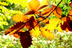 ドングリの葉紅葉