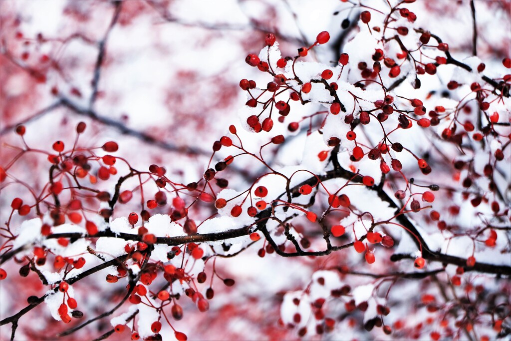 冬がやって来た