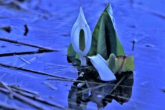 水芭蕉の季節に(⌒∇⌒)