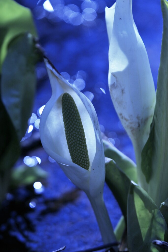 春がやって来る