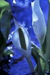 春がやって来る