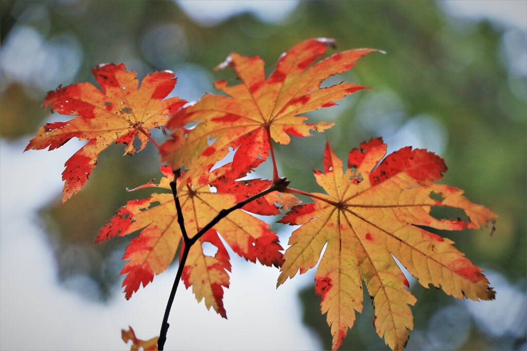 色好きはじめのカエデ