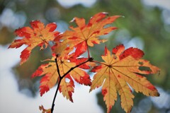 色好きはじめのカエデ