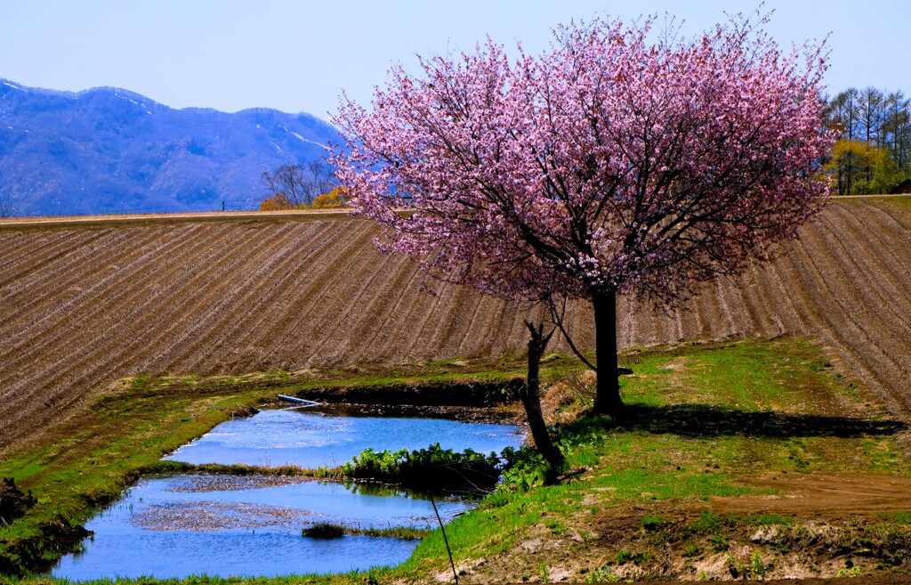 溜め池と桜（桜最終章）