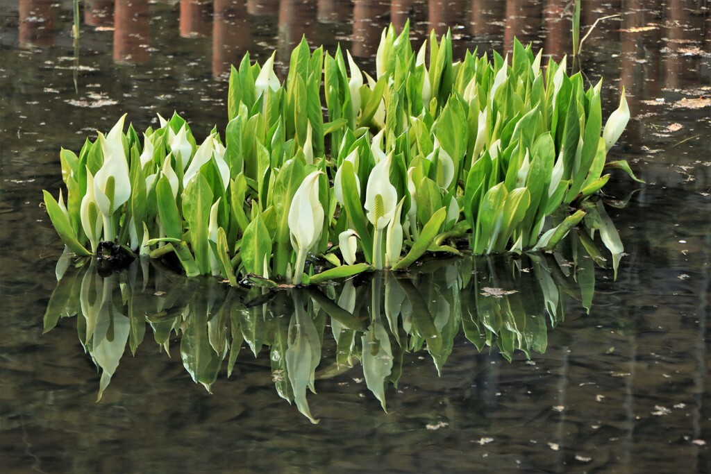 水芭蕉(最終章）