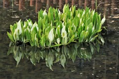 水芭蕉(最終章）