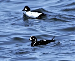 ホオジロカモとシノリカモ