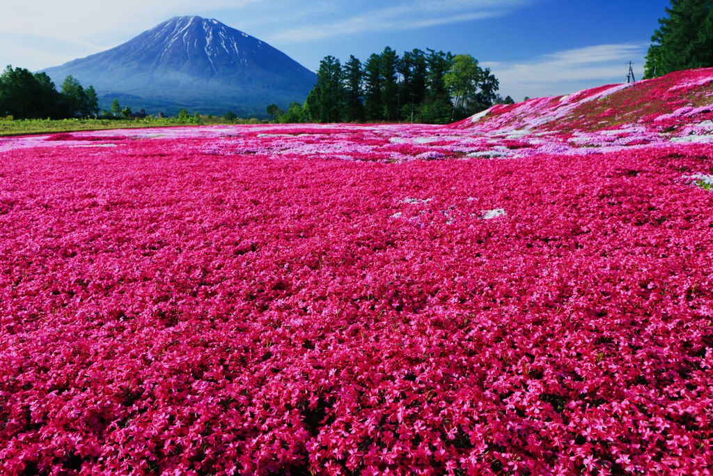 倶知安町三島さんちの芝桜