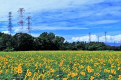 特高と向日葵