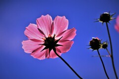 淡紅色の秋桜♪