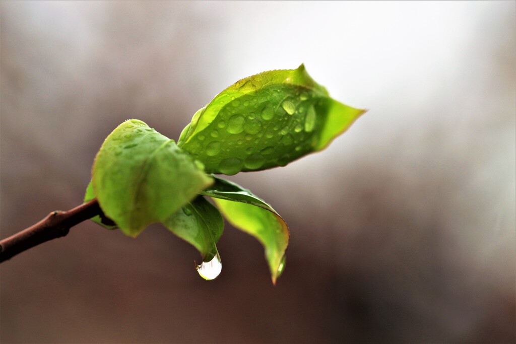 April rain(4月の雨）