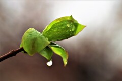 April rain(4月の雨）