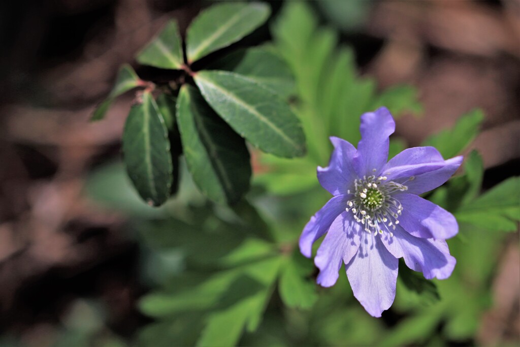 春の花Ⅰ（キクザキイチゲ）