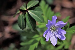 春の花Ⅰ（キクザキイチゲ）