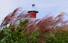 夏から秋への準備