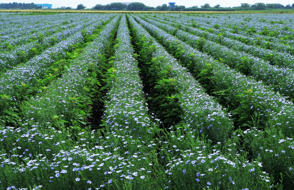 亜麻の(花)畑