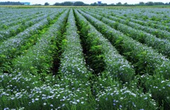 亜麻の(花)畑