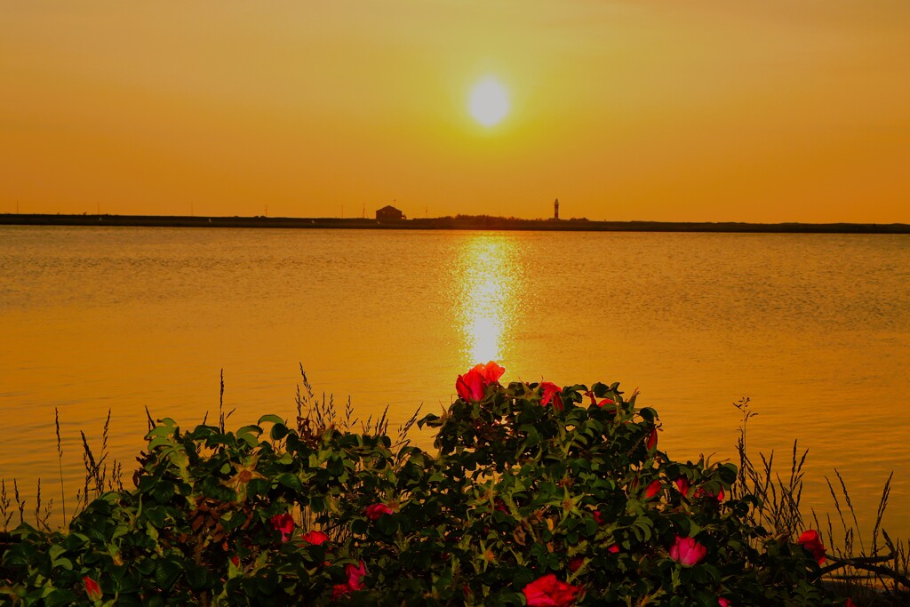 石狩川河口とハマナス夕日