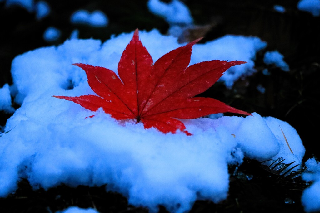 冬が来る前に貴方に会いたい～♪