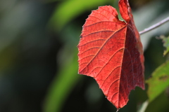 小さい秋見つけ