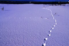 キツネの足跡 キツネの足跡