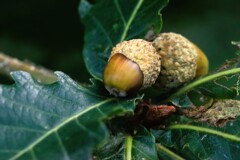 小さい秋見つけた（ドングリ）