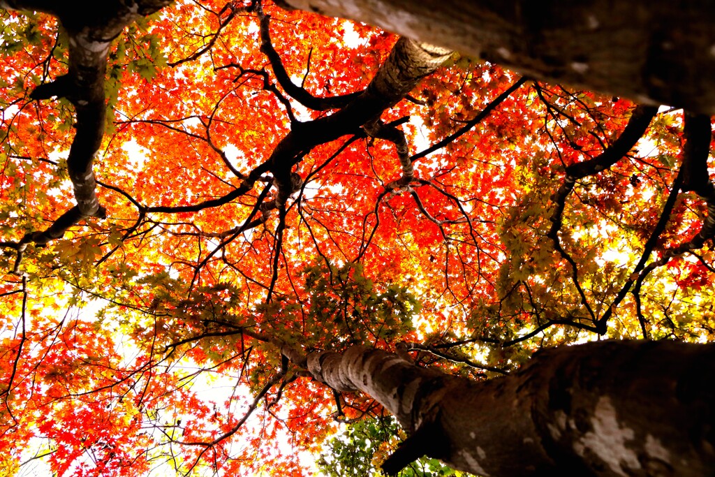 紅葉シリ－ズ