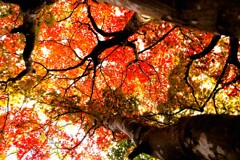 紅葉シリ－ズ