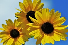 元気印(ヒマワリ）