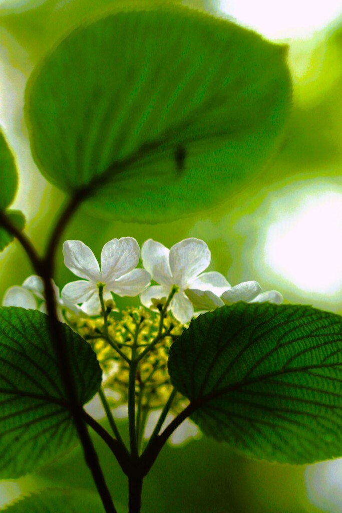 オオカメノキ（最終UP)