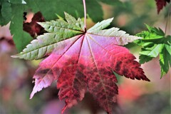 紅葉がやって来る(蔵出）