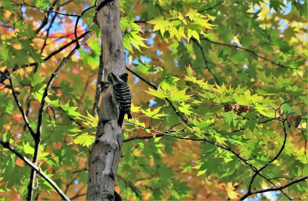 コゲラと秋