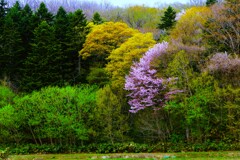 桜シリ－ズⅣ（野山に咲く桜）