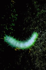 どんな綺麗な蝶に生まれ変わるかな？