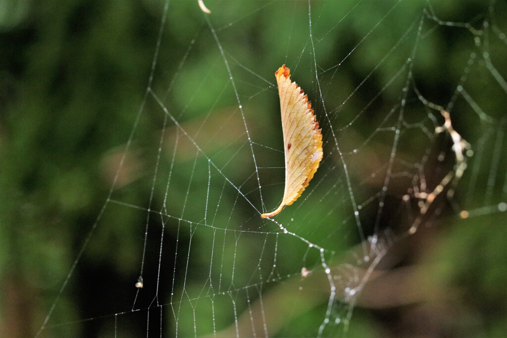 つかまった枯葉