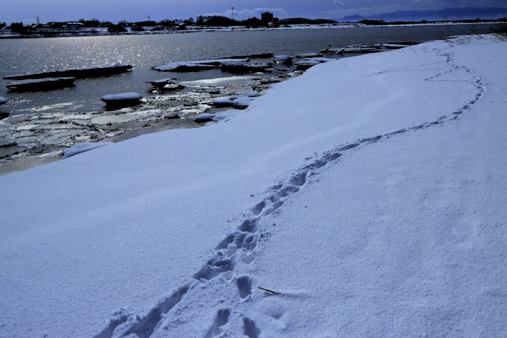 キツネの足跡