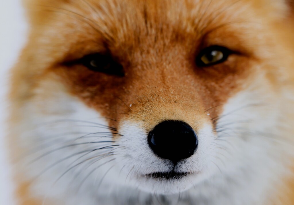 キタキツネ物語