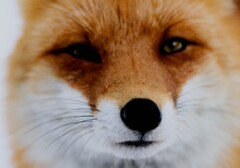 キタキツネ物語 キタキツネ物語