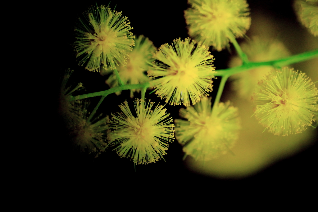 ミモザ（花火）