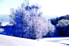 冬景色（蔵出）