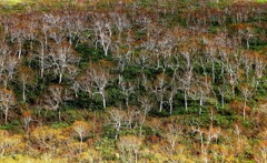 エゾダケカンバ