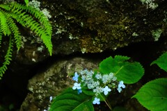 山紫陽花